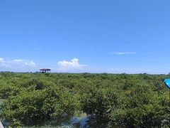-北海金海湾红树林生态旅游区