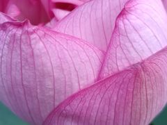 -陈家山荷花公园