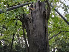 -上海佘山国家森林公园天马山园