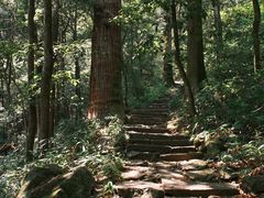 -天目山大树王景区