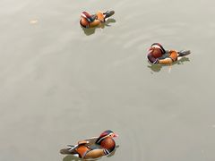 -楼外楼(西湖景区孤山路店)