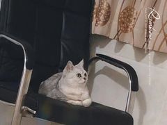 -美联众合动物医院(·中兽医·疑难杂症·严家桥分院)