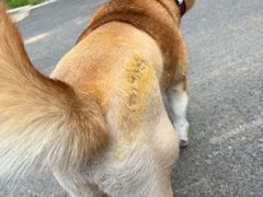-伟伟宠物医院·CT影像中心·瑞派犬猫综合性门诊(汉口总院)