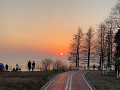 -西京湾花海