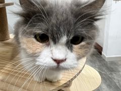 -楼上猫咖(罗湖店)