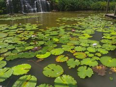 -中国科学院西双版纳热带植物园
