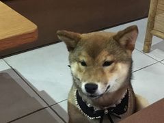 -柴务处·柴犬主题狗咖