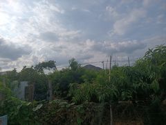 -老袁家蜜桃农场·阳山水蜜桃