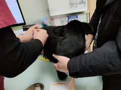 -宠福鑫康馨动物医院·骨科·眼科