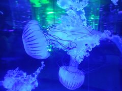 -海合安成都极地海洋公园