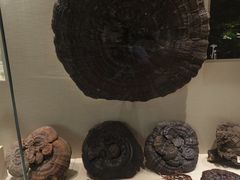 -广东中医药博物馆