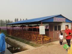 -北京东方普罗旺斯薰衣草庄园