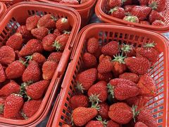 -田趣农庄草莓采摘园