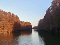 -上海海湾国家森林公园