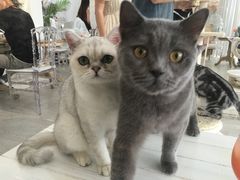 -共舞时光猫咖·狗咖(新街口店)