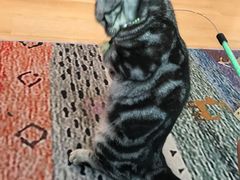 -猫咪派对(江南西店)