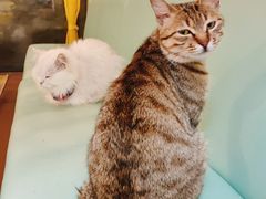 -猫在这儿猫咪咖啡馆·撸猫馆