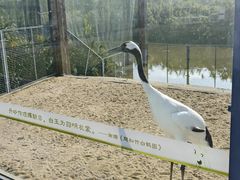 -盐城丹顶鹤湿地生态旅游区