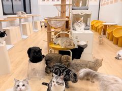 -有喵·猫咖·狗咖·30几只猫10只小狗(岗厦店)