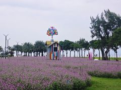 -野狸岛