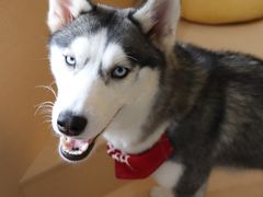 -Husky Go! 哈士奇体验馆·宠物咖啡厅狗咖