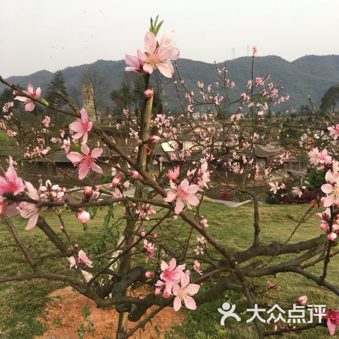 江門桃花塢幽然居中餐