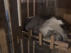 -Mr.Fox狐狸先生超级密室(南山店)