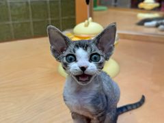 -帕帕拉兹宠物(亚洲旗舰店)