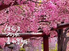 -嘉定紫藤园