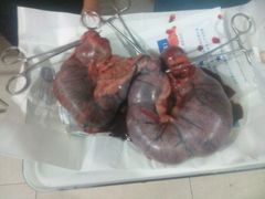 -瑞派福兴宠物医院犬猫全科·骨科·中西医结合(河东店)