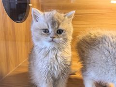 -猫十亿·布偶金渐层·曼基康矮脚猫舍(青年路店)