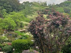 -深圳仙湖植物园