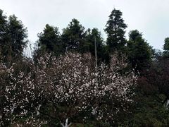 -秀丽东方