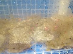 -蟹谢蒸鲜自助餐厅