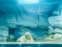 -泉城欧乐堡海洋极地世界