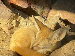-广州长隆飞鸟乐园