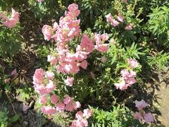 -长春公园(普阳街道)