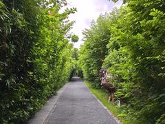 -华侨城湿地公园