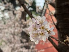 -北京鹫峰国家森林公园
