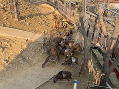 -石家庄市动物园