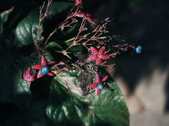 -石家庄市植物园