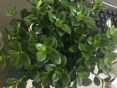 -大自然花鸟鱼虫市场
