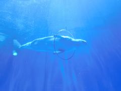 -多彩贵州城极地海洋世界