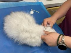 -芭比堂动物医院·CT·微创中心(新顺分院)