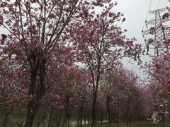 -广东花都湖国家湿地公园