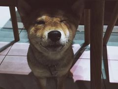 -柴务处·柴犬主题狗咖