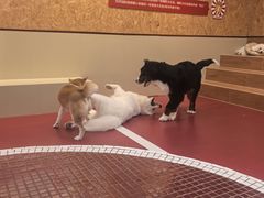 -和它·交个朋友·狗咖猫咖(爱琴海店)