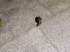 -海南清水湾莱佛士酒店