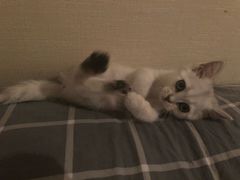 -美联众合动物医院(·中兽医·疑难杂症·严家桥分院)