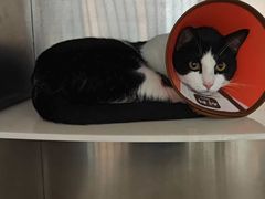 -瑞派康怡24h宠物医院·犬猫医疗中心·微创绝育(瑞景分院)